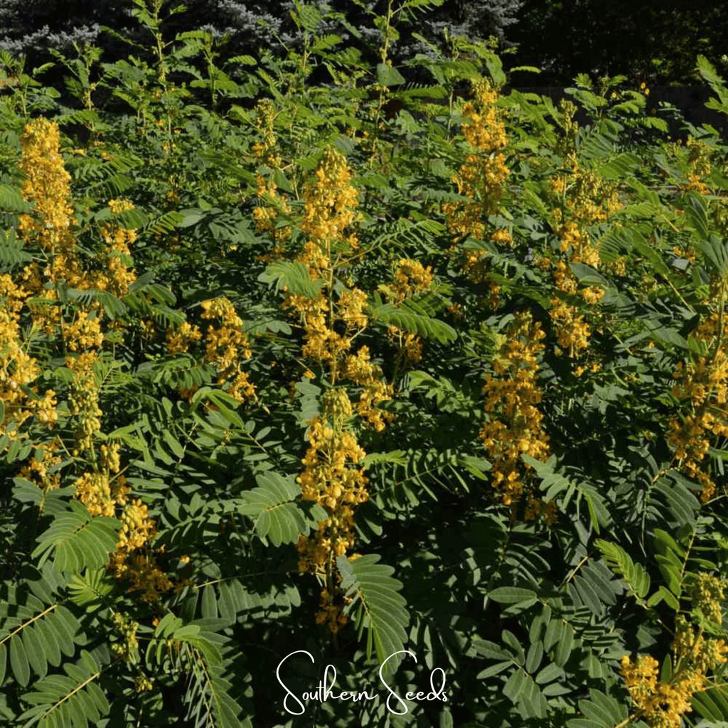 Wild Senna – 20 Seeds Southern Seeds