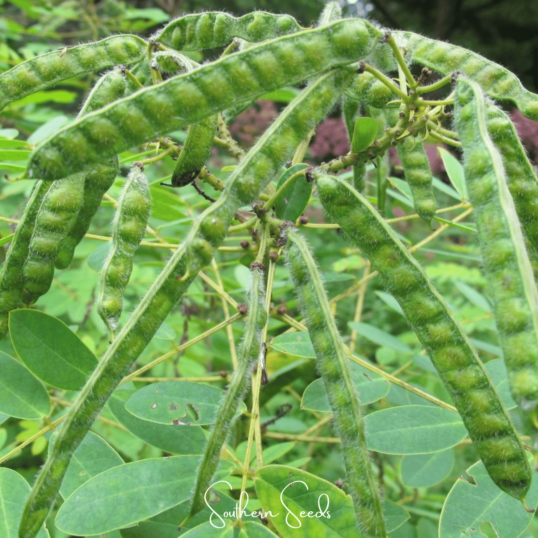 Wild Senna – 20 Seeds Southern Seeds