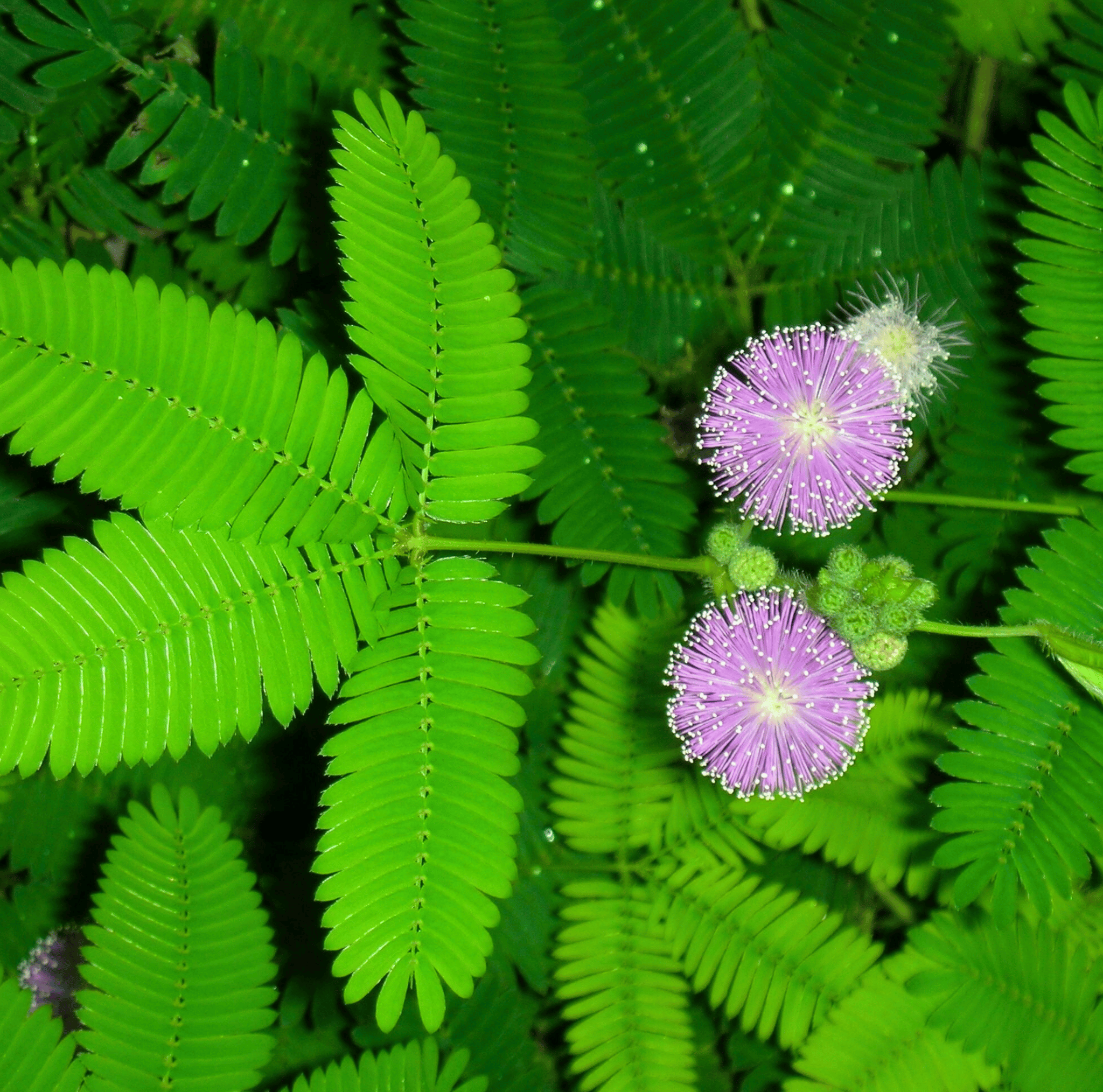 Sensitive Plant Mimosa – 50 Seeds – Responds When Touched Southern Seeds