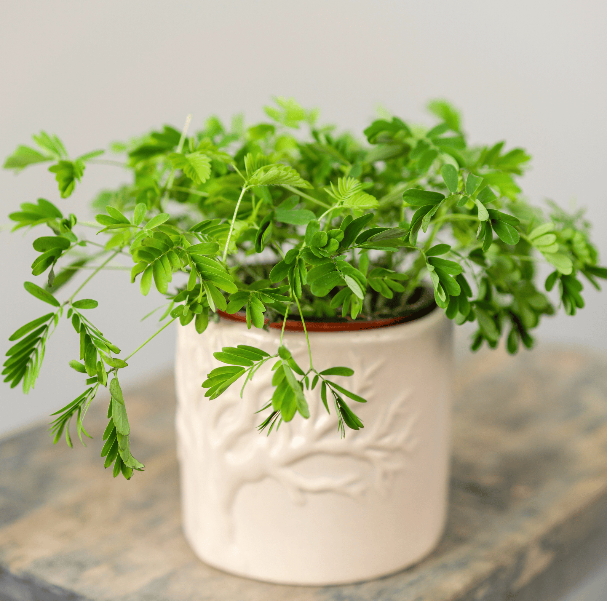 Sensitive Plant Mimosa – 50 Seeds – Responds When Touched Southern Seeds