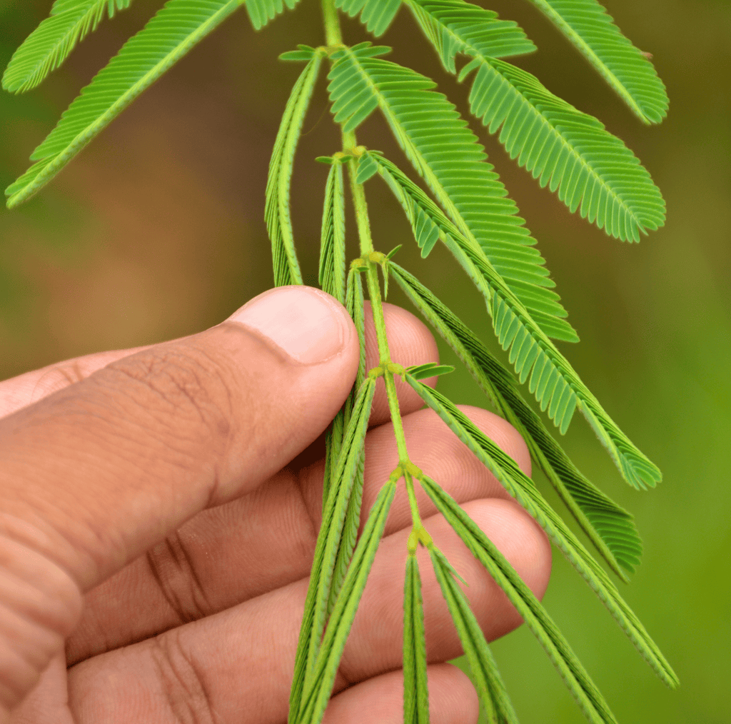 Sensitive Plant Mimosa – 50 Seeds – Responds When Touched Southern Seeds