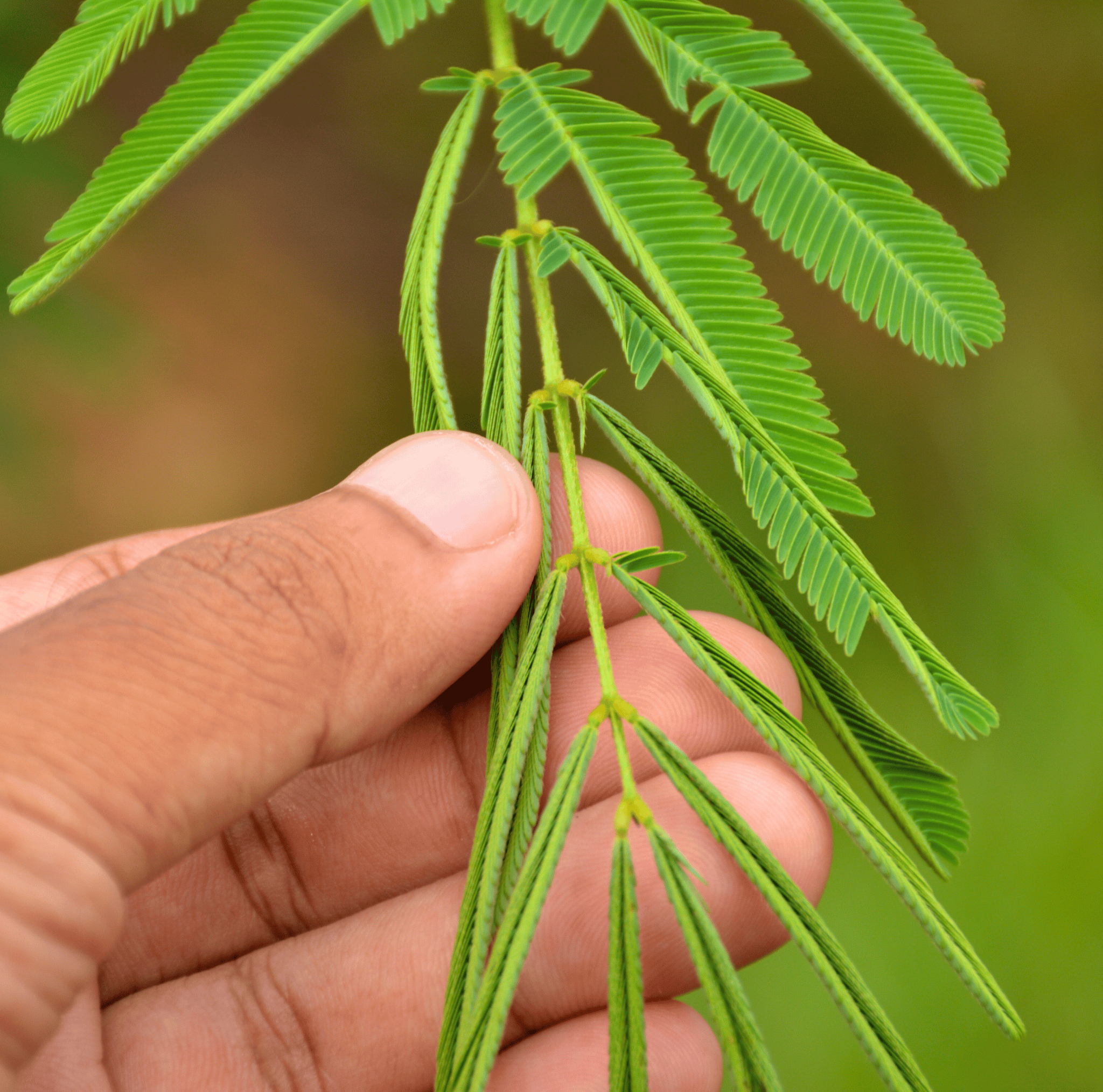Sensitive Plant Mimosa – 50 Seeds – Responds When Touched Southern Seeds