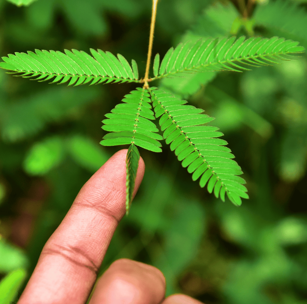 Sensitive Plant Mimosa – 50 Seeds – Responds When Touched Southern Seeds