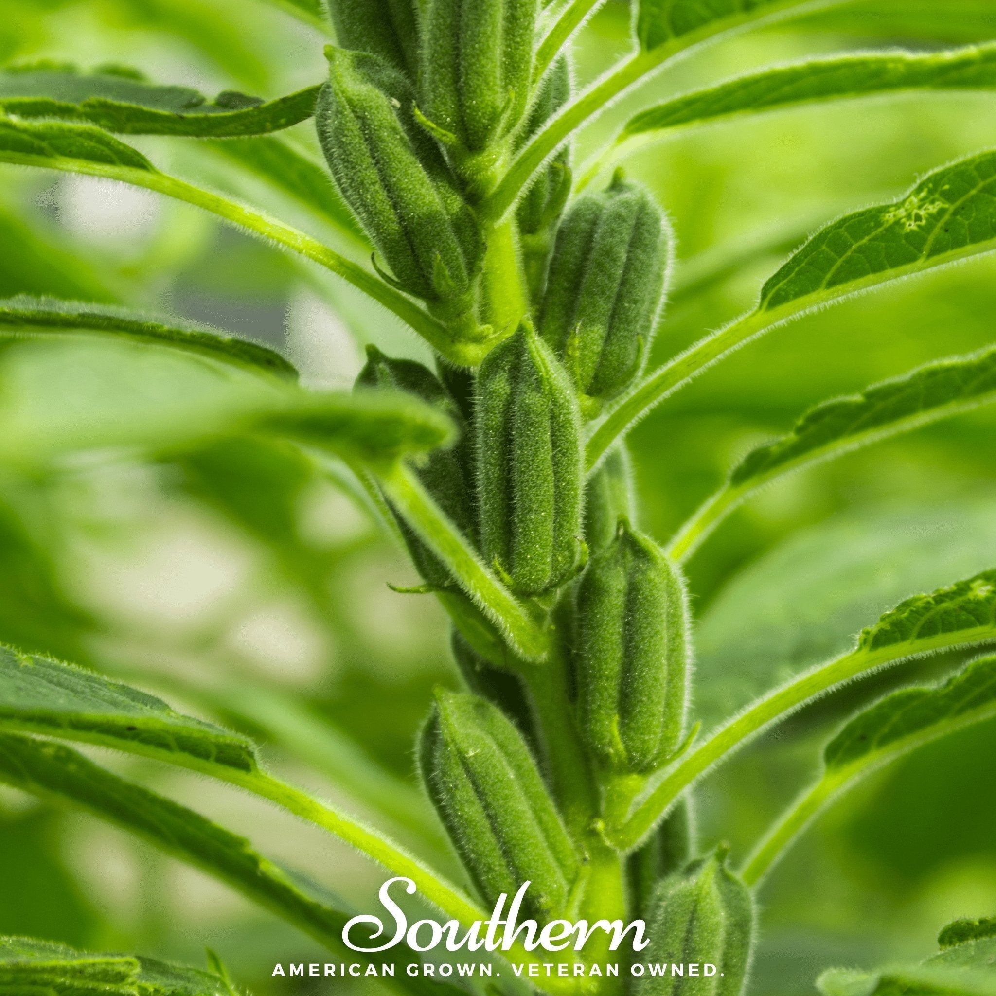 Black Sesame – 100 Seeds Southern Seeds