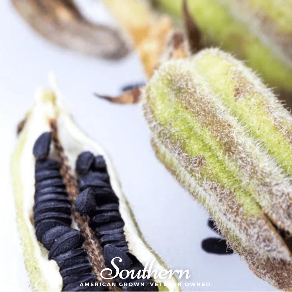 Black Sesame – 100 Seeds Southern Seeds