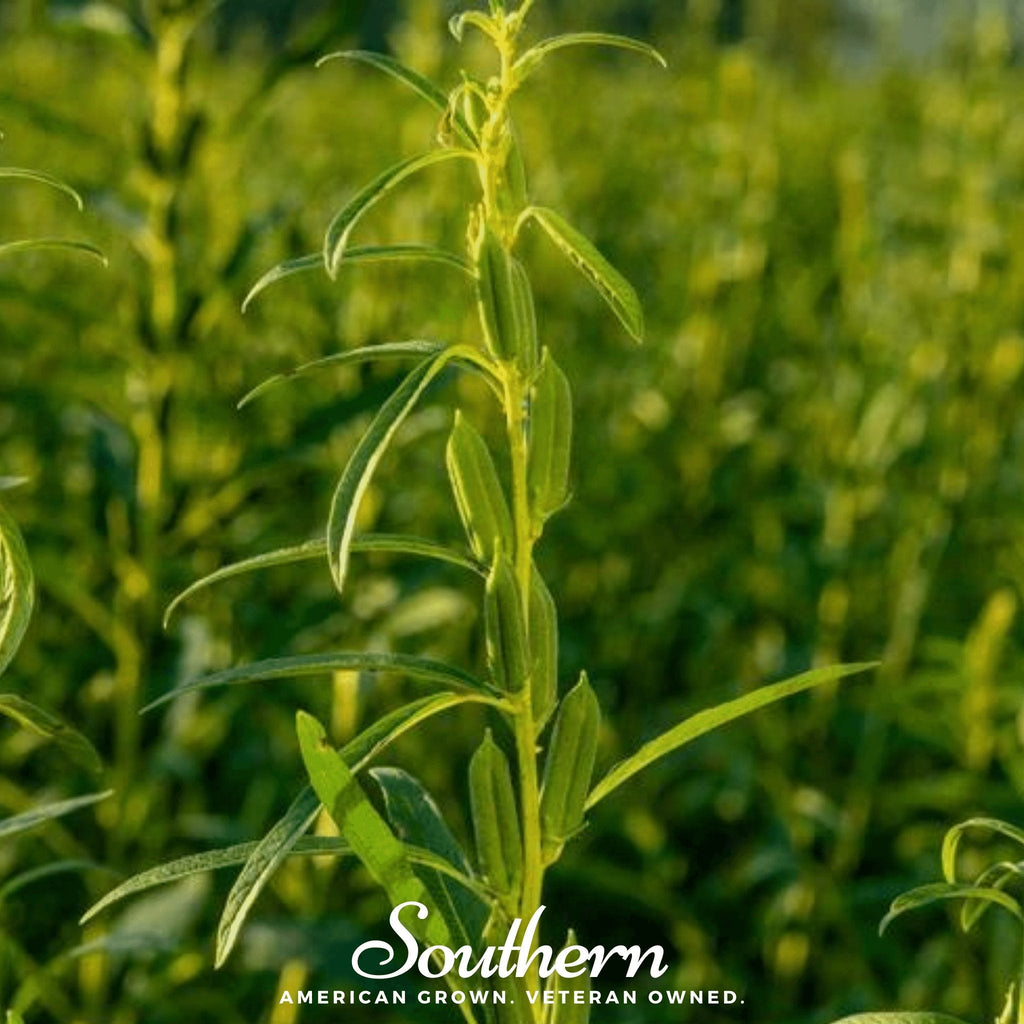 Black Sesame – 100 Seeds Southern Seeds