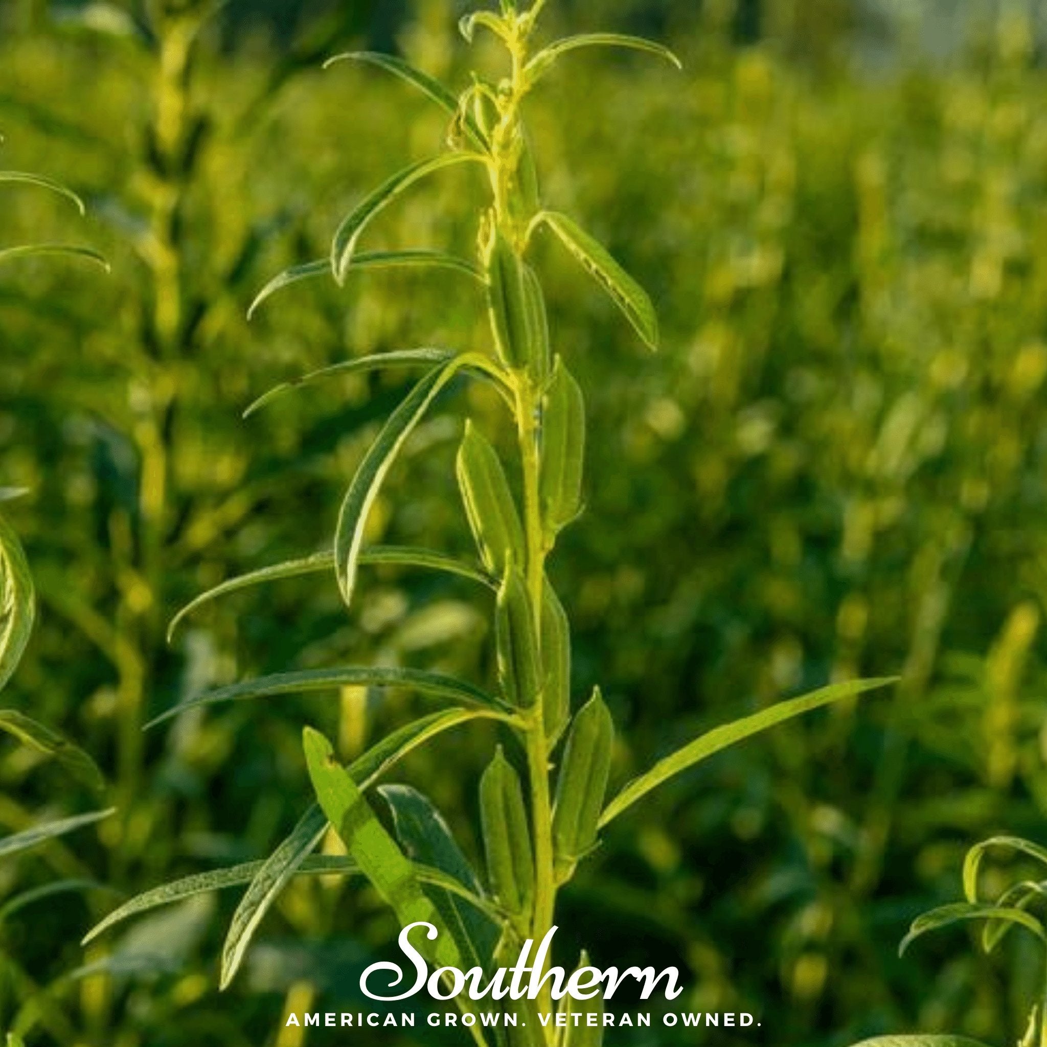 Black Sesame – 100 Seeds Southern Seeds
