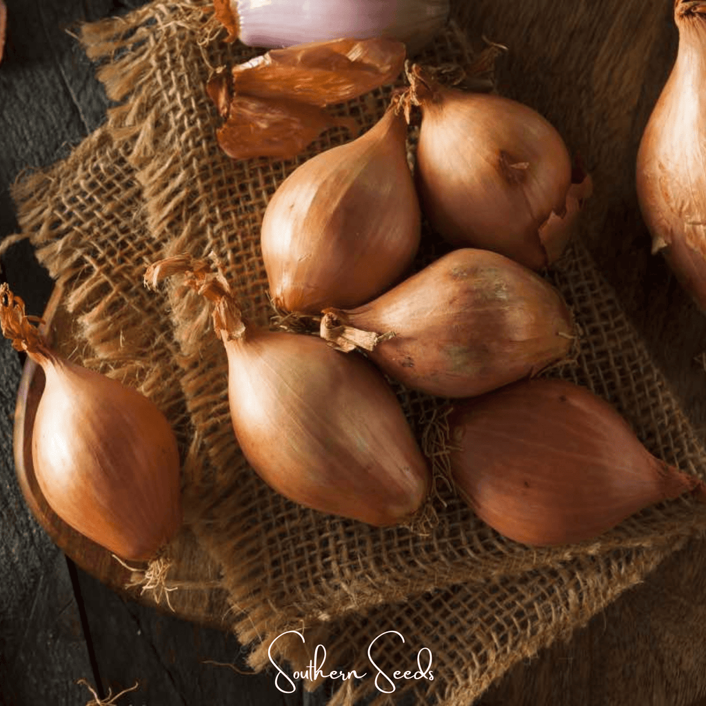 Davidor Shallot– 50 Seeds Southern Seeds