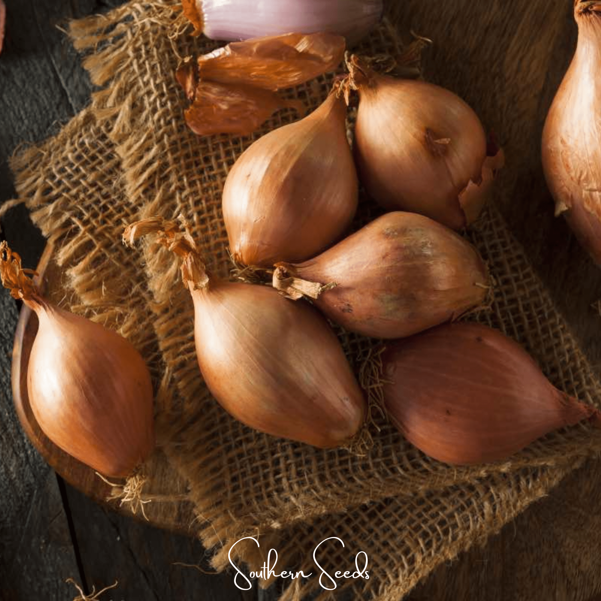 Davidor Shallot– 50 Seeds Southern Seeds