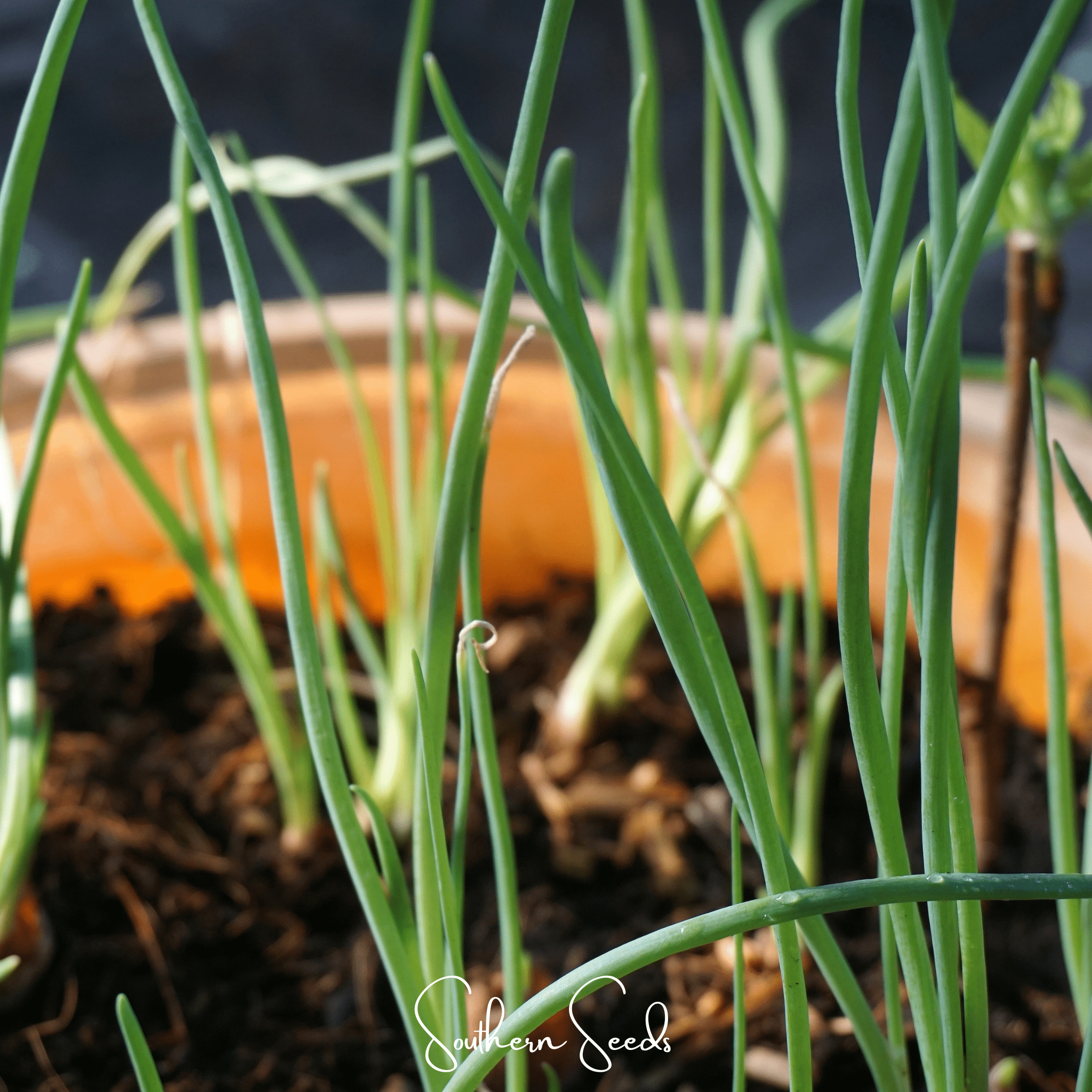 Davidor Shallot– 50 Seeds Southern Seeds