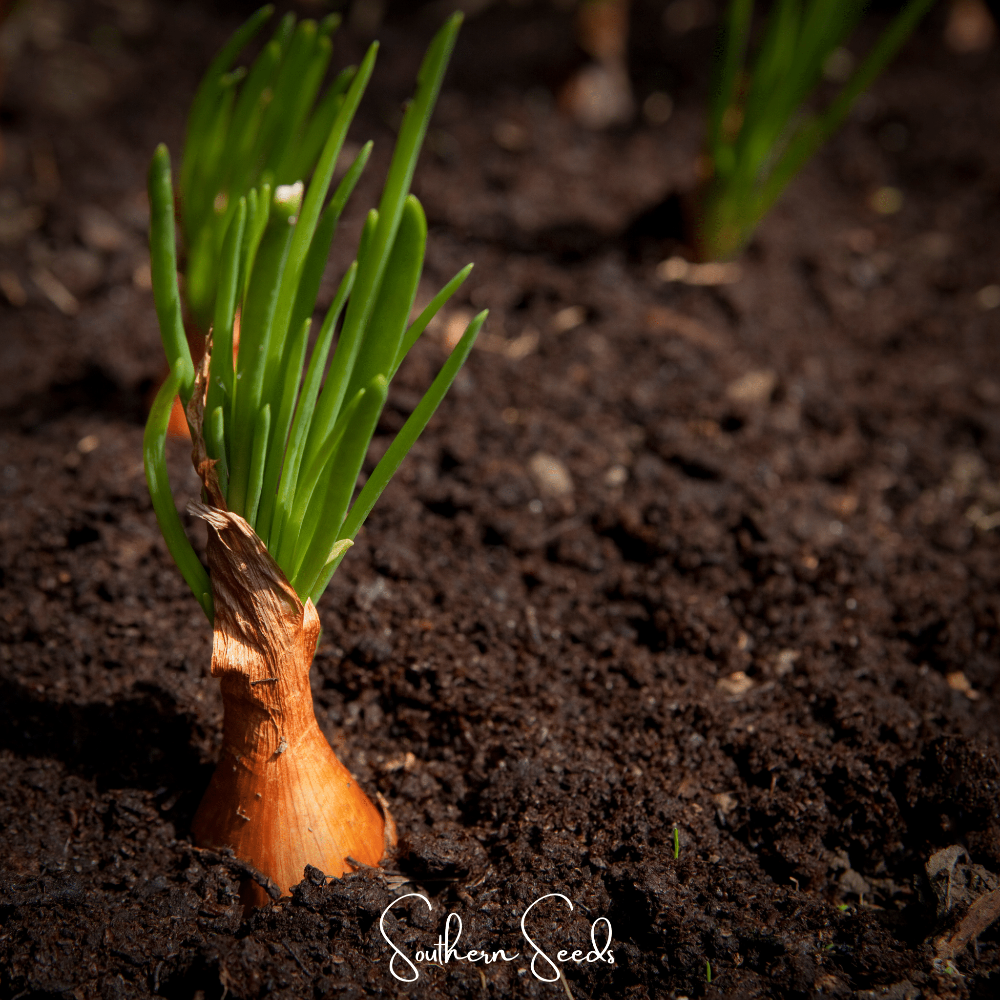Davidor Shallot– 50 Seeds Southern Seeds
