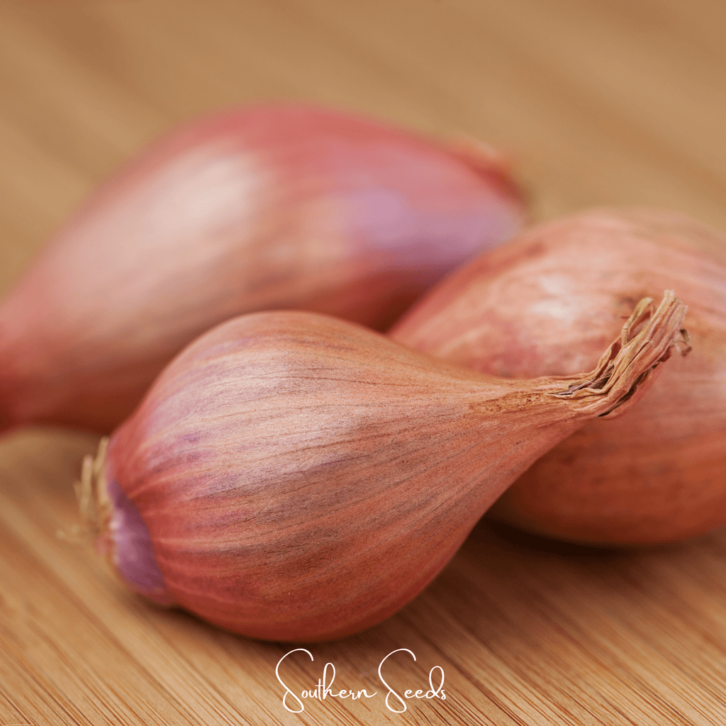 Davidor Shallot– 50 Seeds Southern Seeds