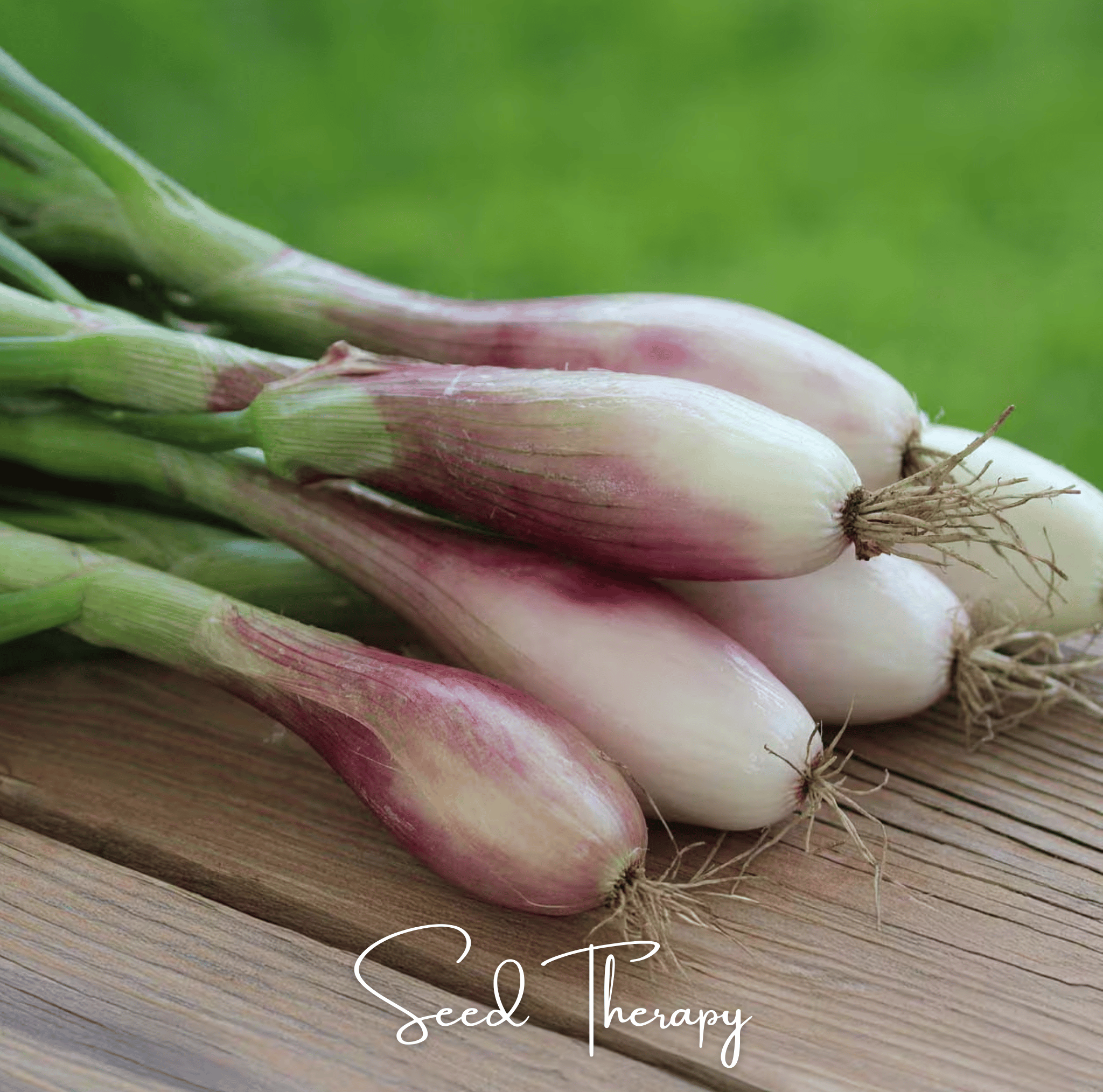 Zebrune Shallot – 25 Seeds Southern Seeds