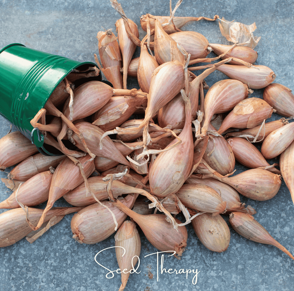 Zebrune Shallot – 25 Seeds Southern Seeds