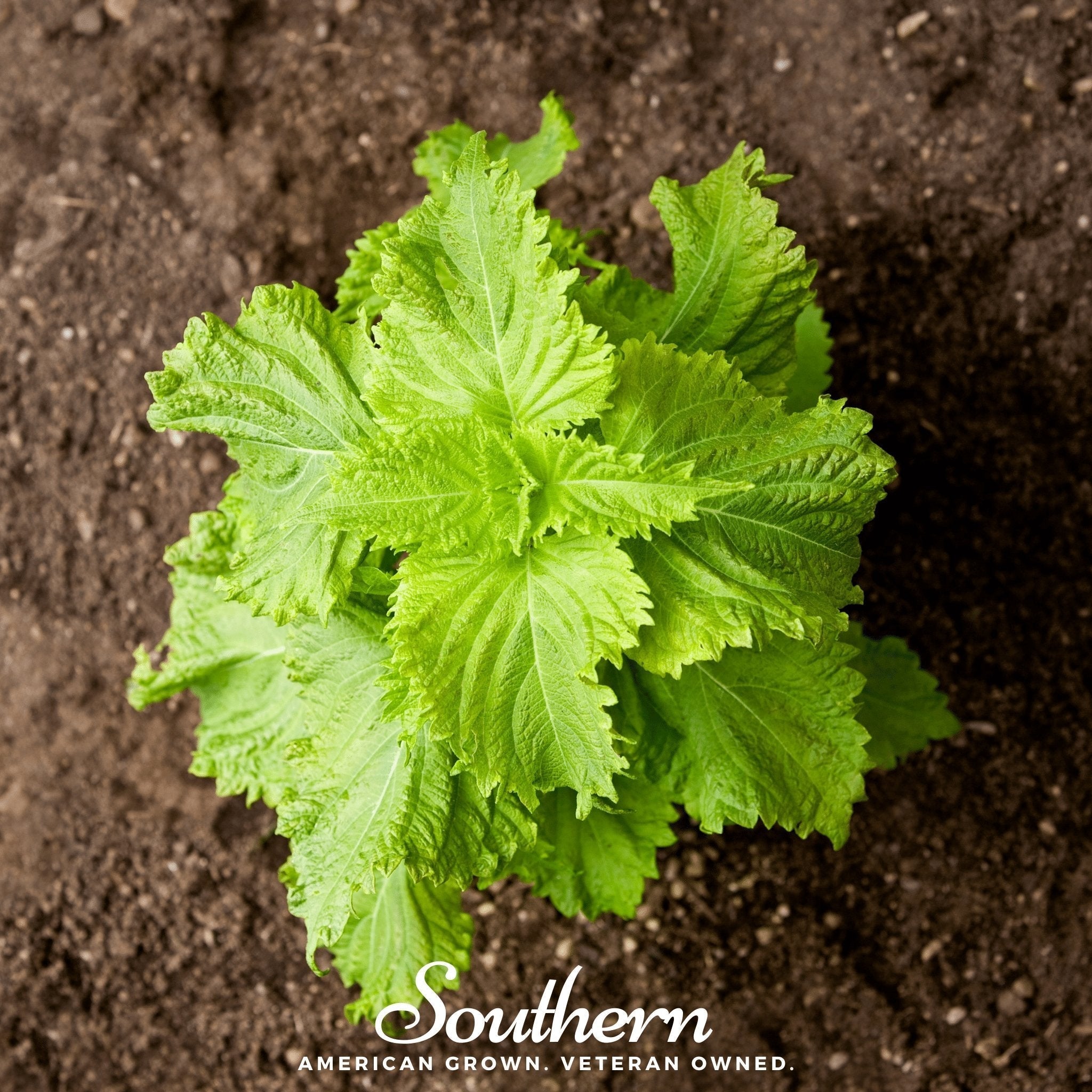Green Shiso – 200 Seeds Southern Seeds