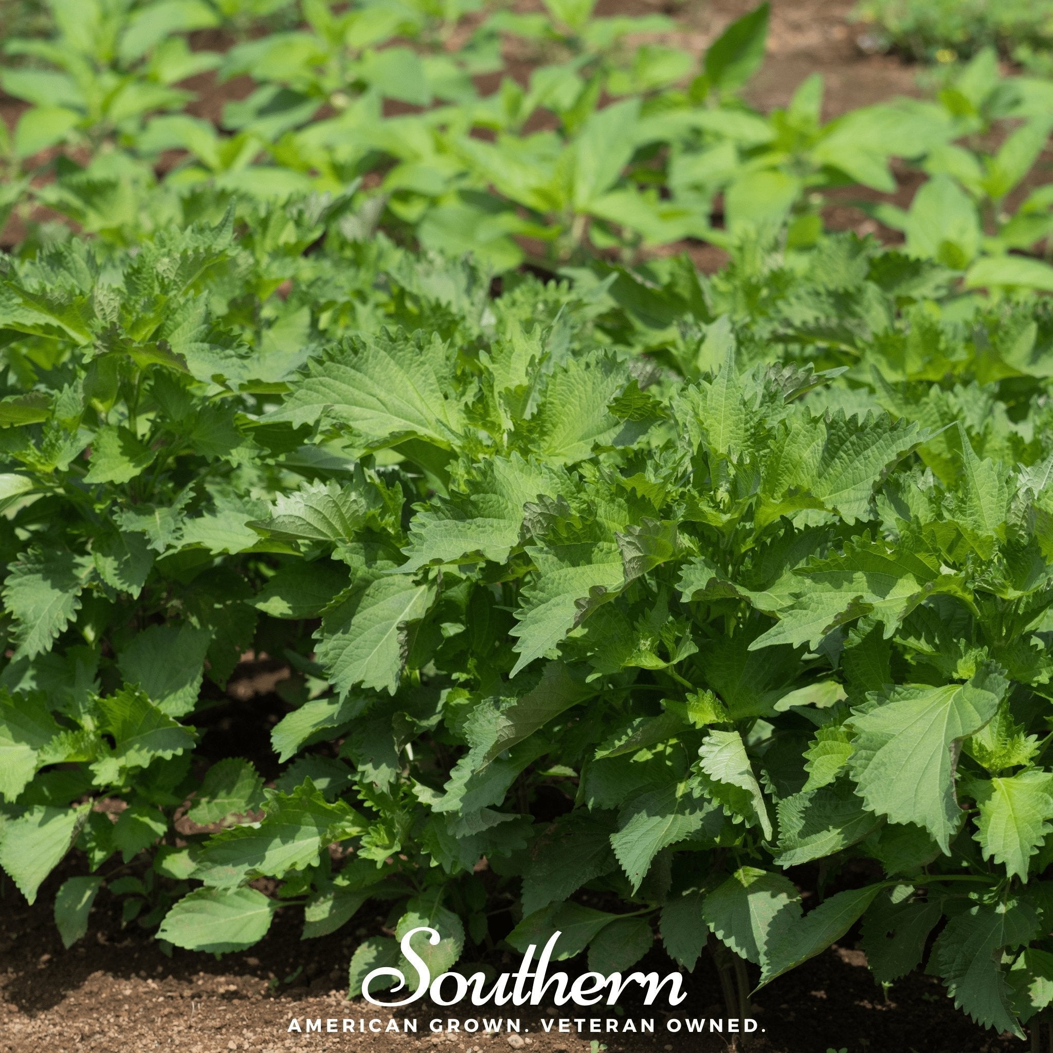 Green Shiso – 200 Seeds Southern Seeds