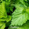 Green Shiso – 200 Seeds Southern Seeds