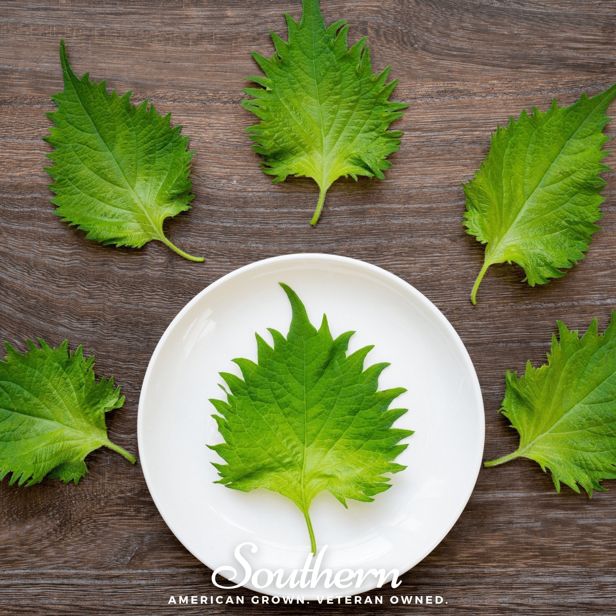 Green Shiso – 200 Seeds Southern Seeds