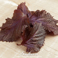 Red Shiso – 200 Seeds Southern Seeds