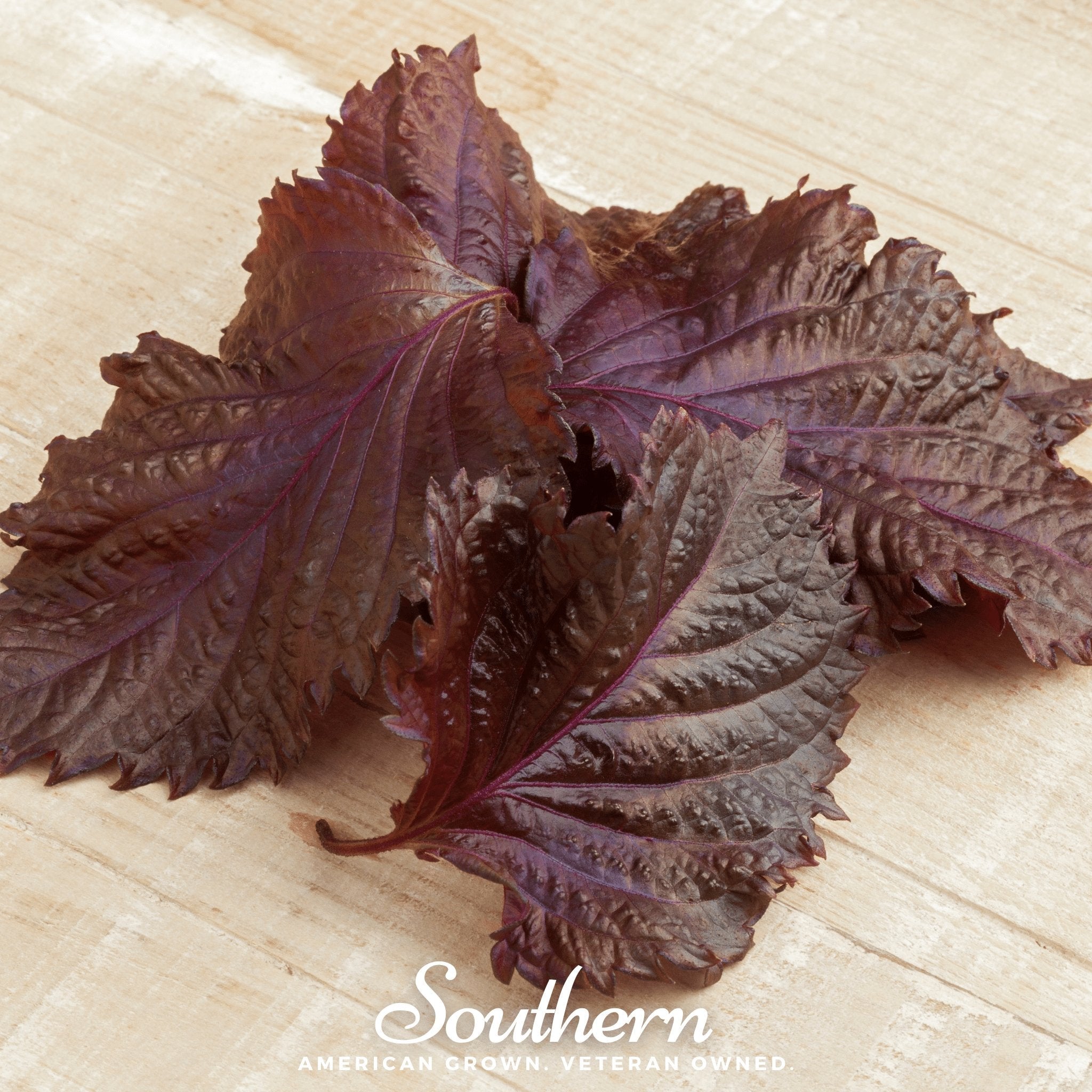 Red Shiso – 200 Seeds Southern Seeds