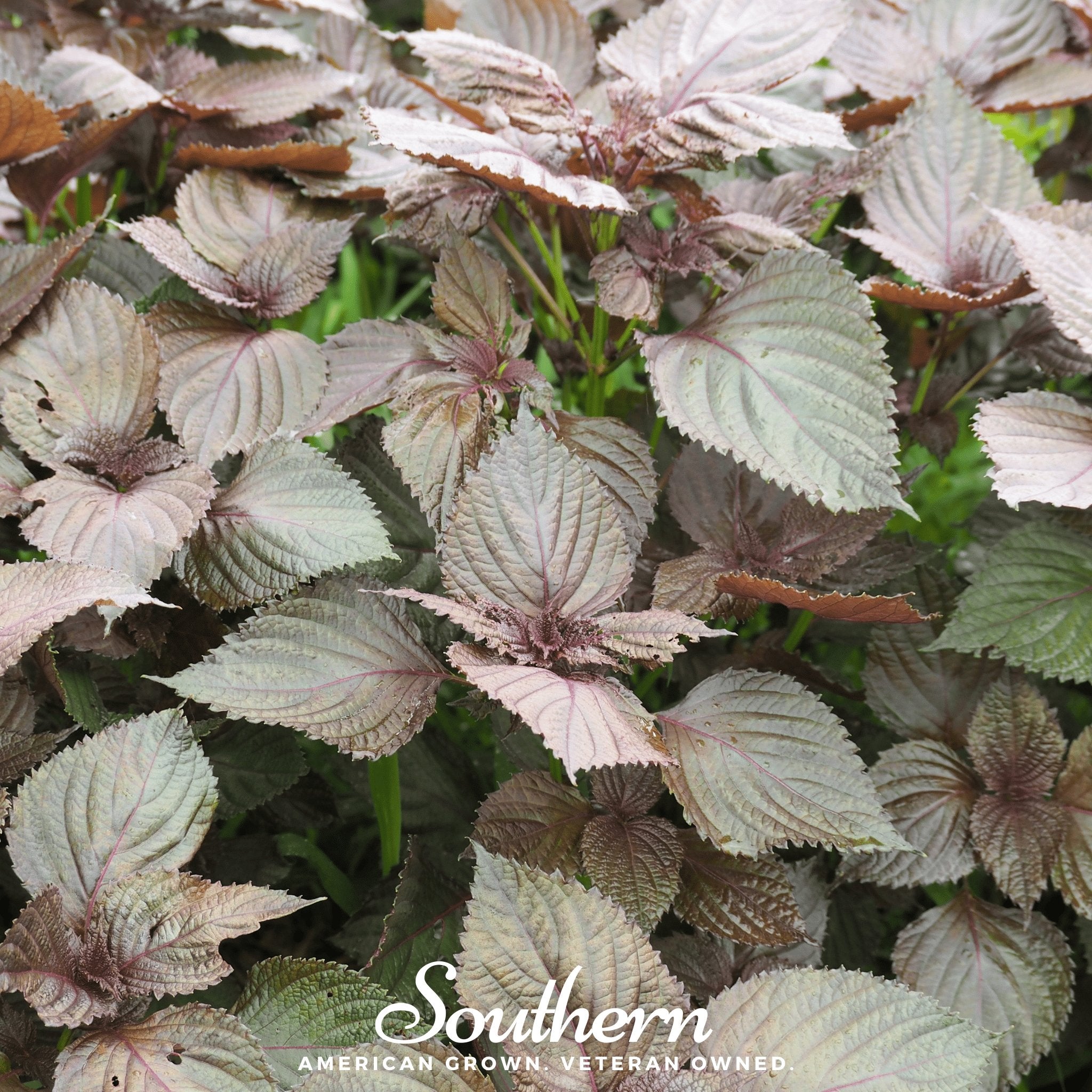 Red Shiso – 200 Seeds Southern Seeds