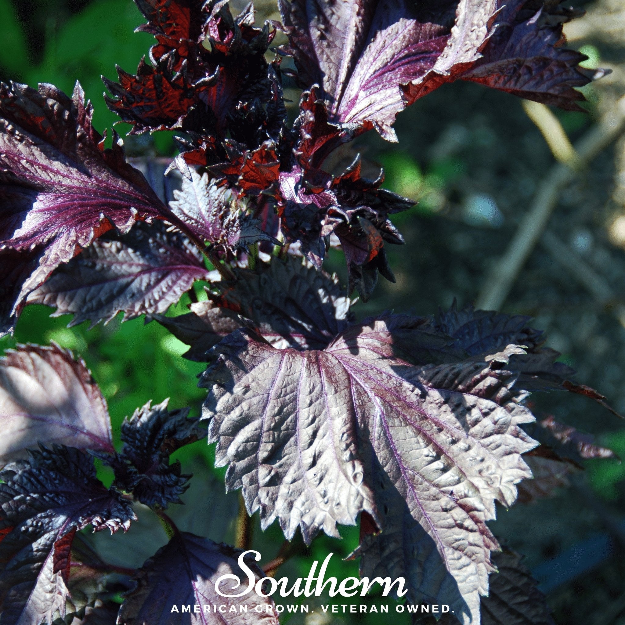 Red Shiso – 200 Seeds Southern Seeds