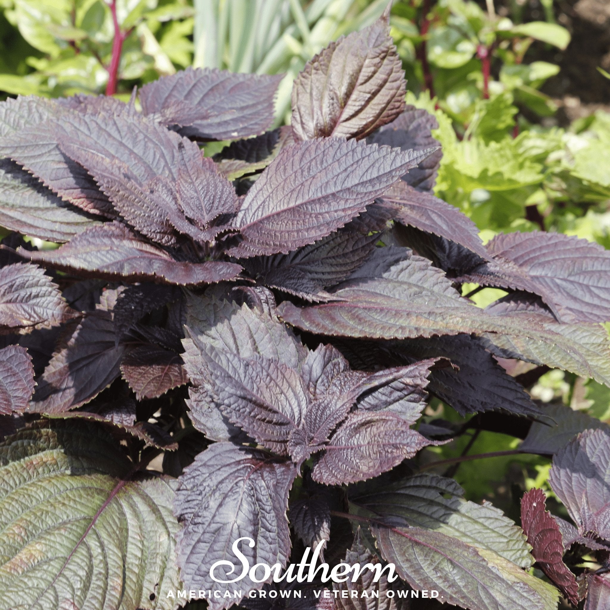 Red Shiso – 200 Seeds Southern Seeds