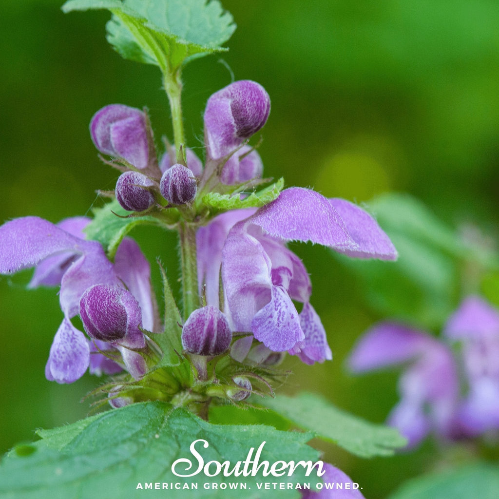 Official Mad Dog Skullcap – 50 Seeds Southern Seeds
