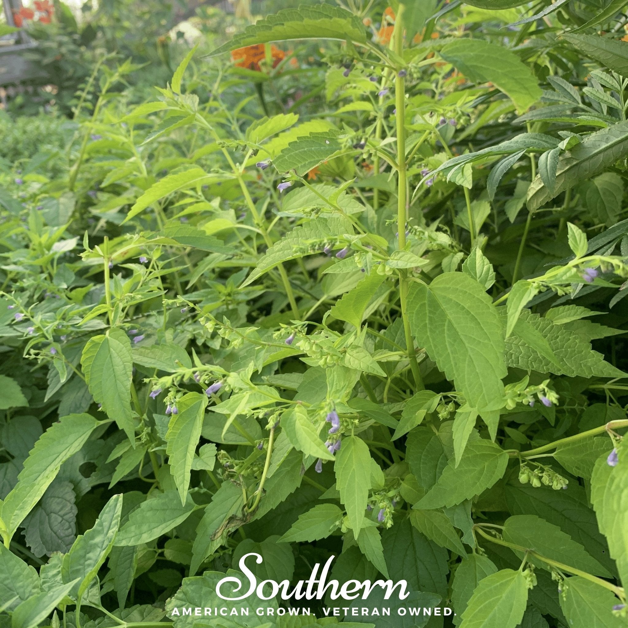 Official Mad Dog Skullcap – 50 Seeds Southern Seeds