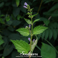 Official Mad Dog Skullcap – 50 Seeds Southern Seeds