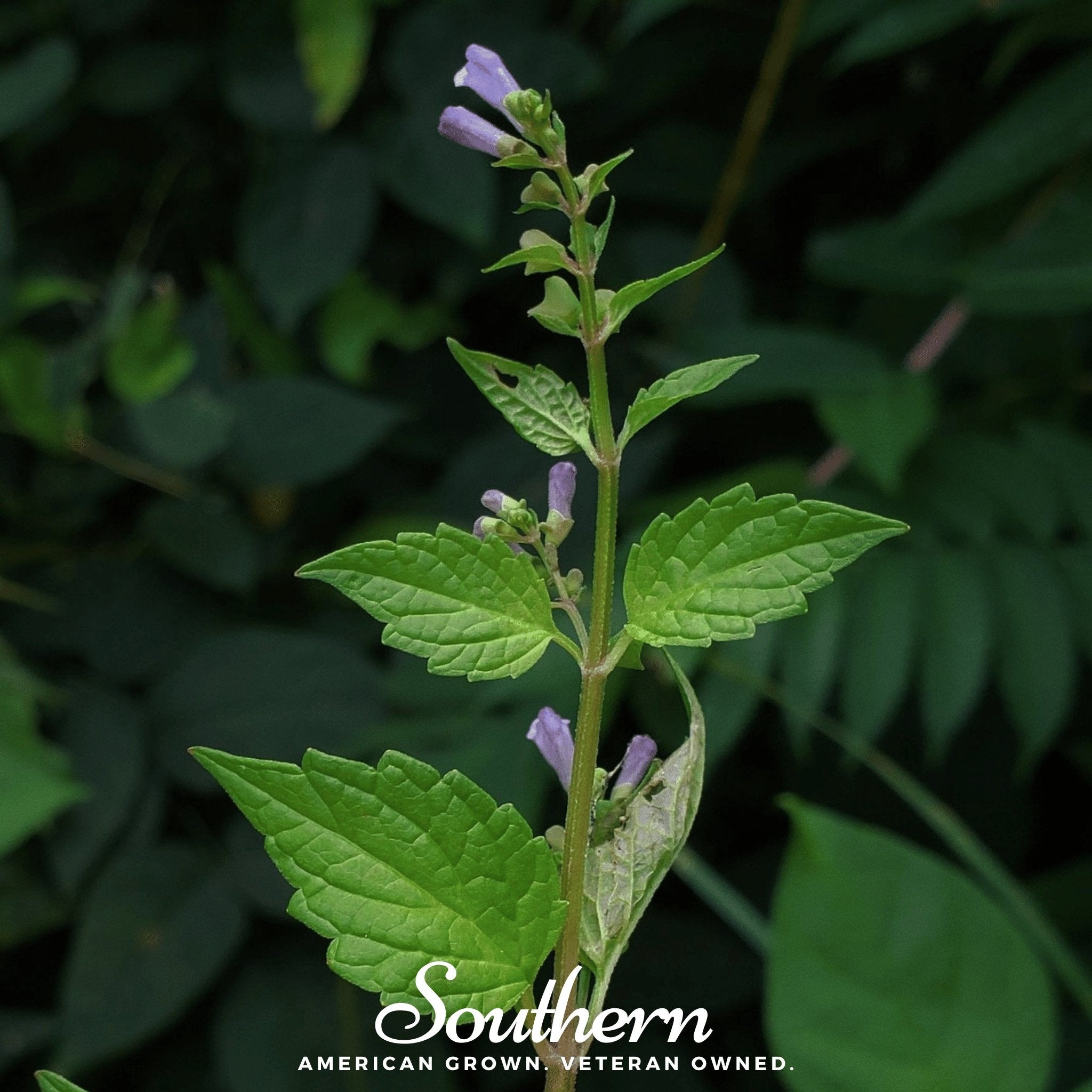 Official Mad Dog Skullcap – 50 Seeds Southern Seeds