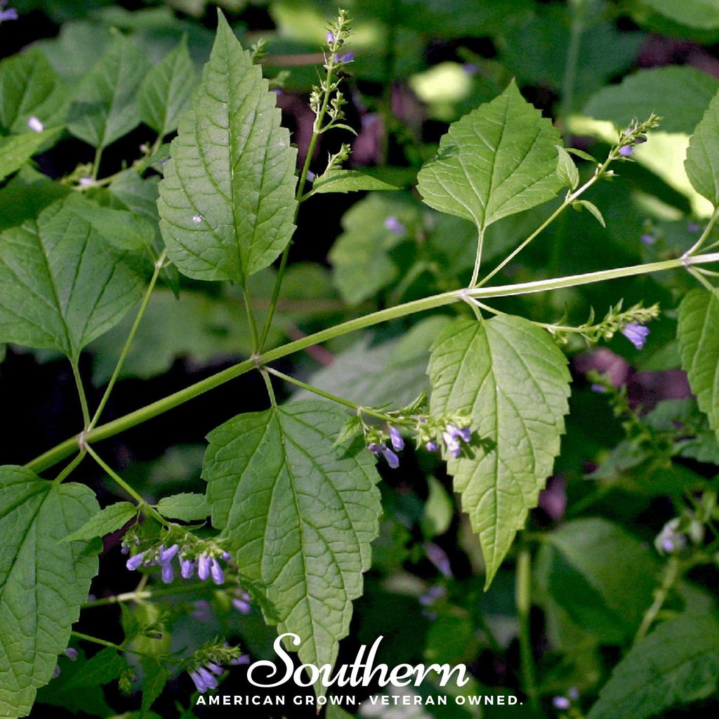 Official Mad Dog Skullcap – 50 Seeds Southern Seeds