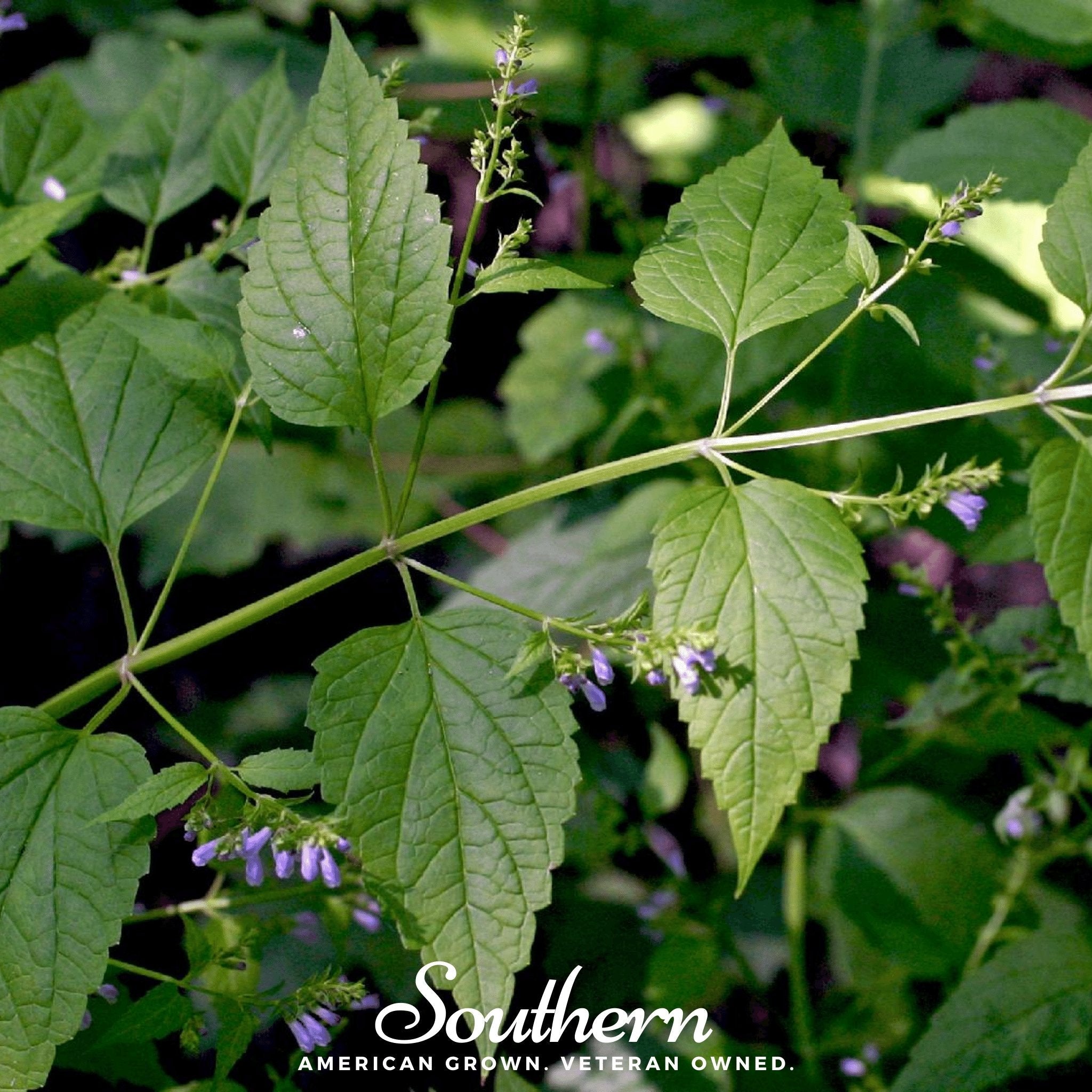 Official Mad Dog Skullcap – 50 Seeds Southern Seeds