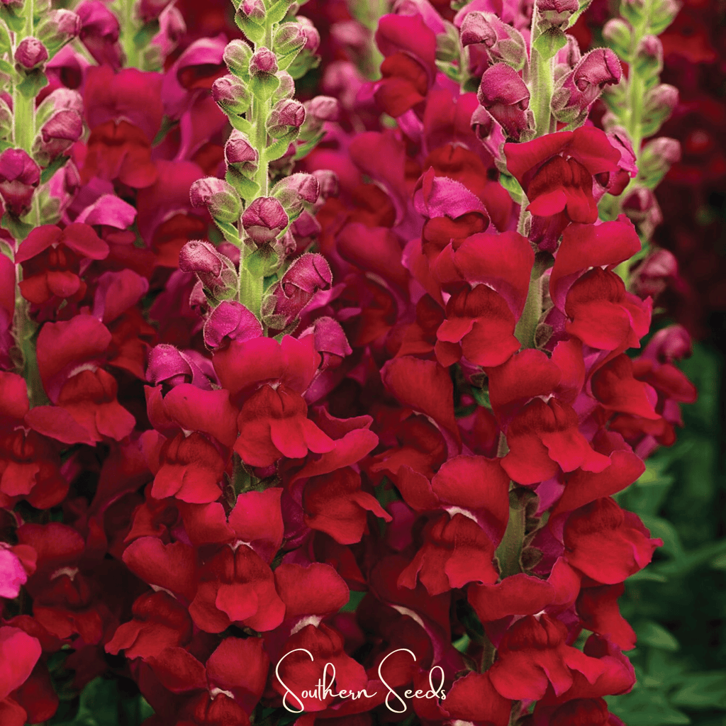 Defiance Snapdragon – 200 Seeds Southern Seeds