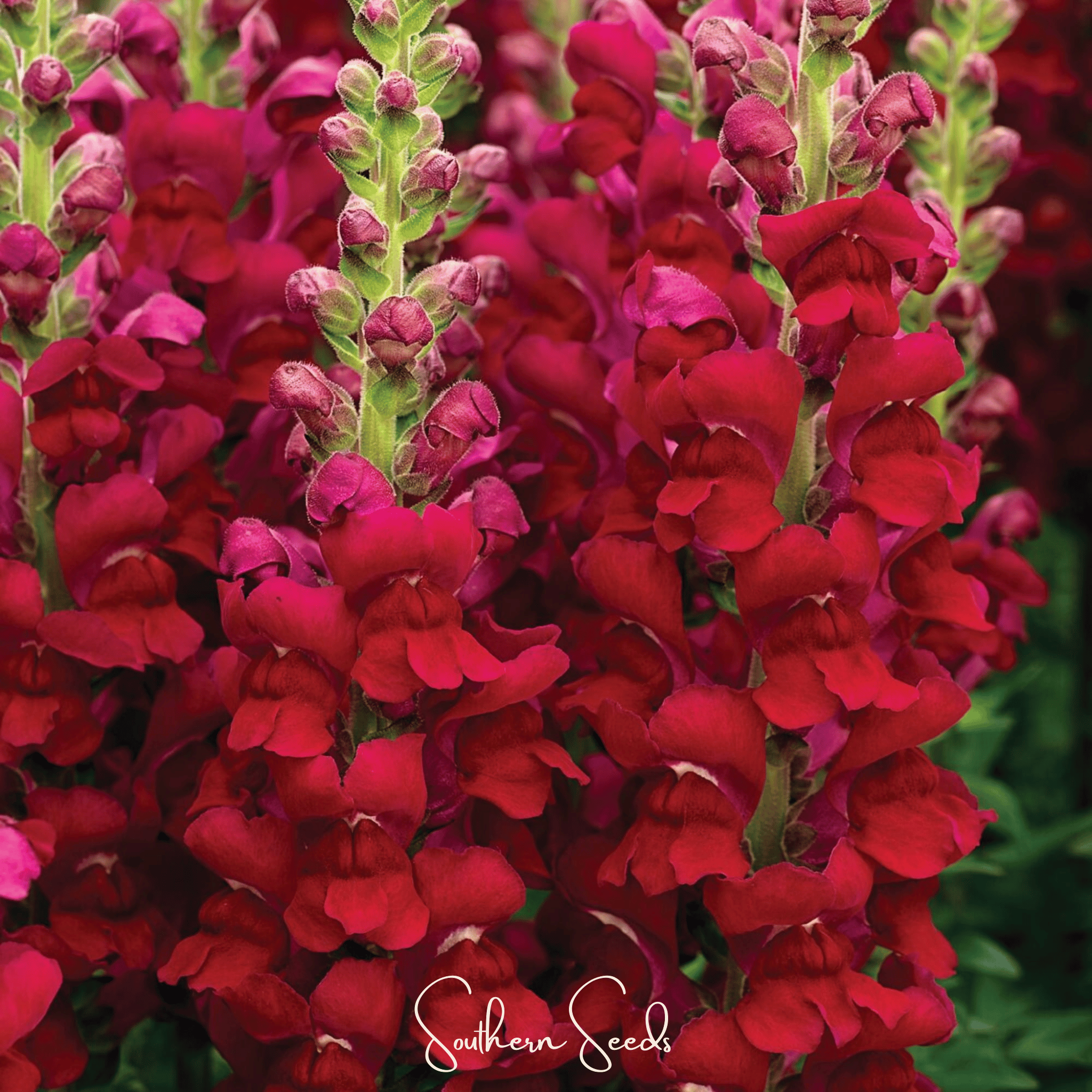 Defiance Snapdragon – 200 Seeds Southern Seeds