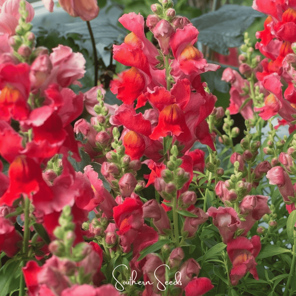 Defiance Snapdragon – 200 Seeds Southern Seeds