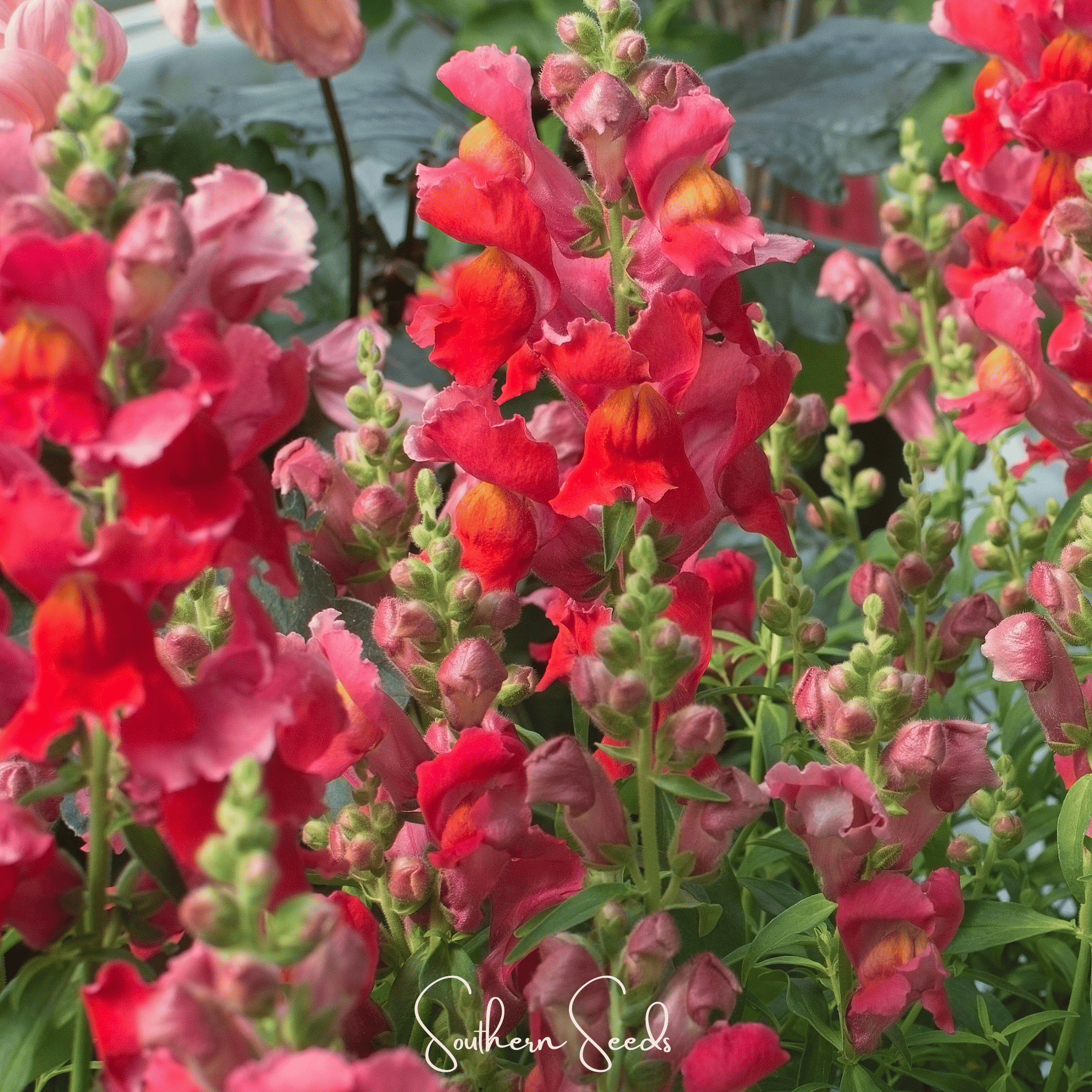 Defiance Snapdragon – 200 Seeds Southern Seeds