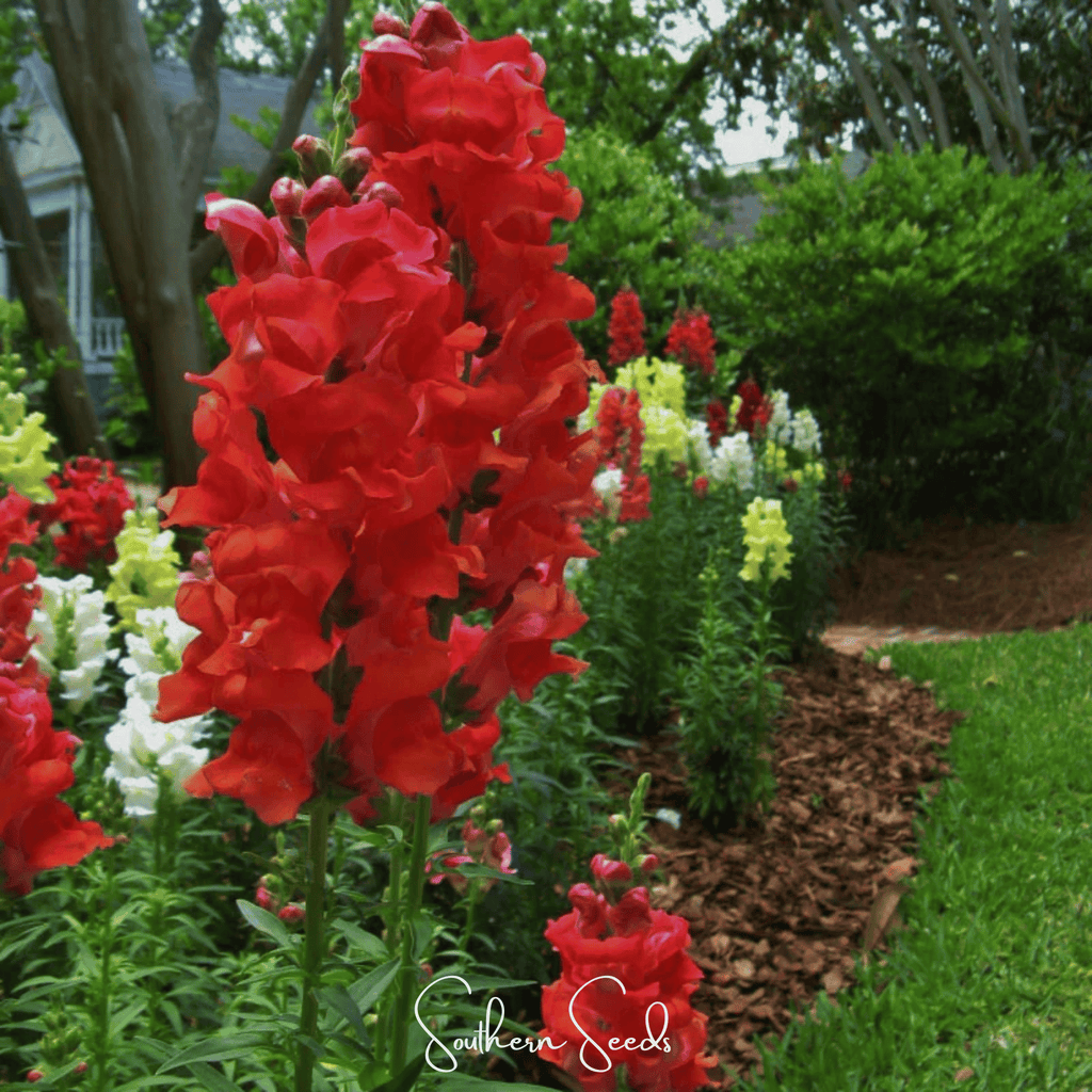 Defiance Snapdragon – 200 Seeds Southern Seeds