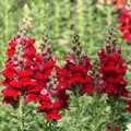Defiance Snapdragon – 200 Seeds Southern Seeds