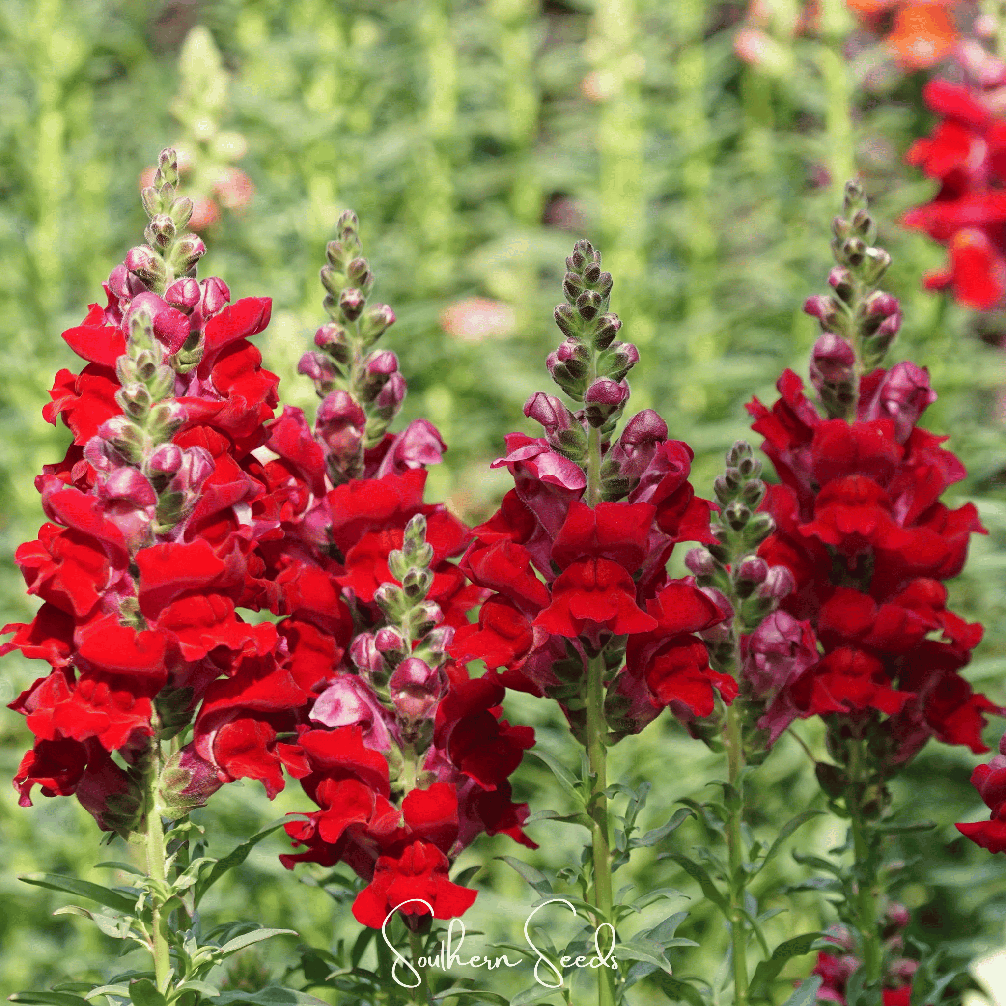 Defiance Snapdragon – 200 Seeds Southern Seeds
