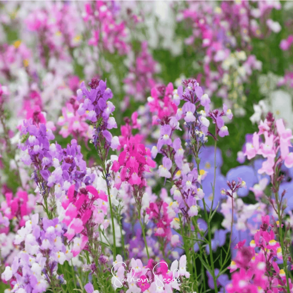 Northern Lights Toadflax Mix – 200 Seeds Southern Seeds