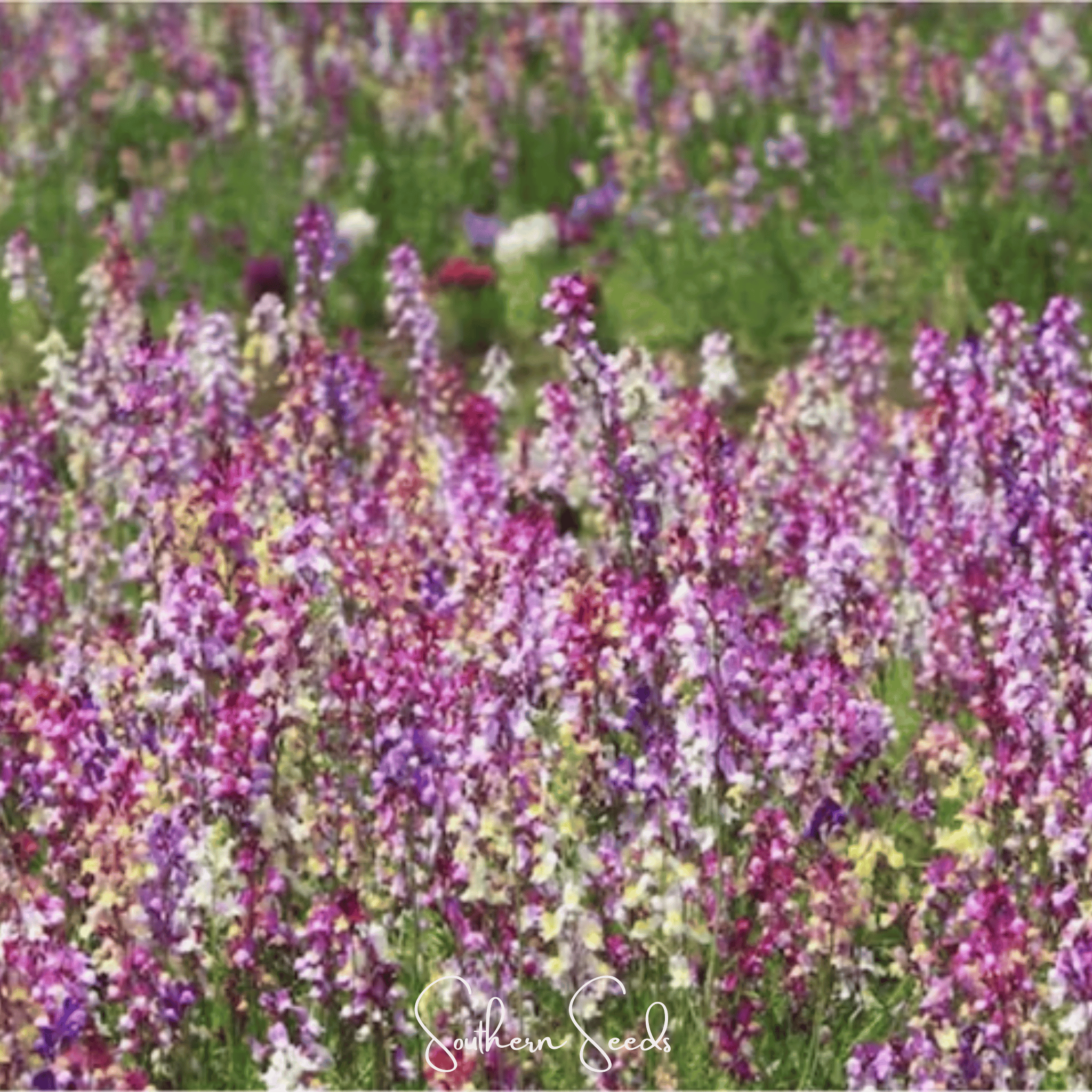 Northern Lights Toadflax Mix – 200 Seeds Southern Seeds