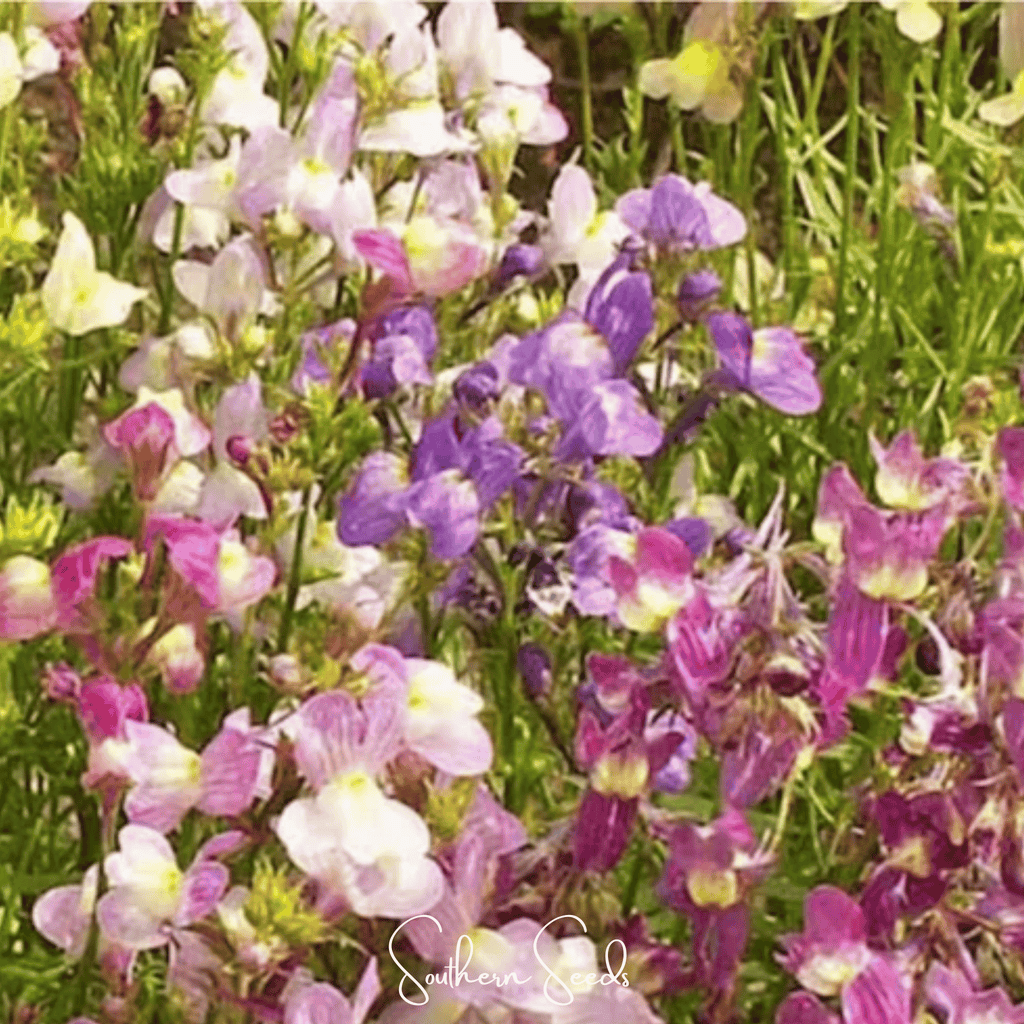 Northern Lights Toadflax Mix – 200 Seeds Southern Seeds
