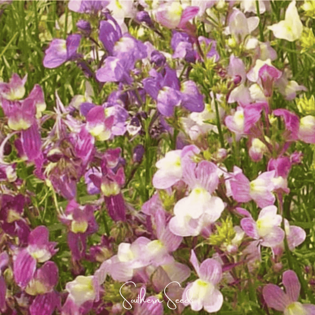 Northern Lights Toadflax Mix – 200 Seeds Southern Seeds