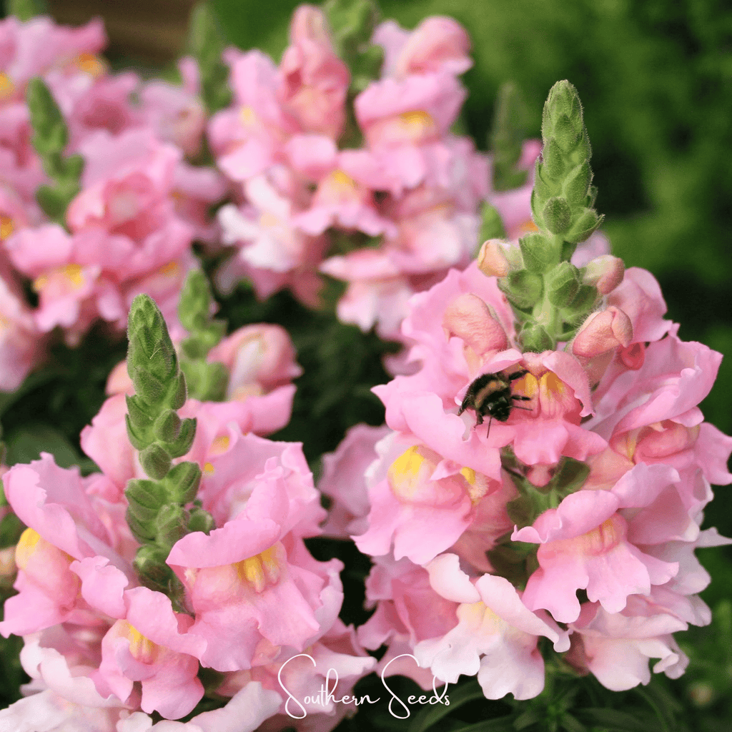 Rose Snapdragon – 200 Seeds Southern Seeds