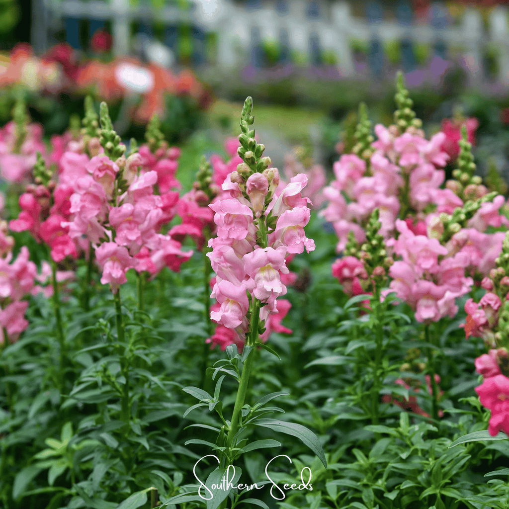 Rose Snapdragon – 200 Seeds Southern Seeds