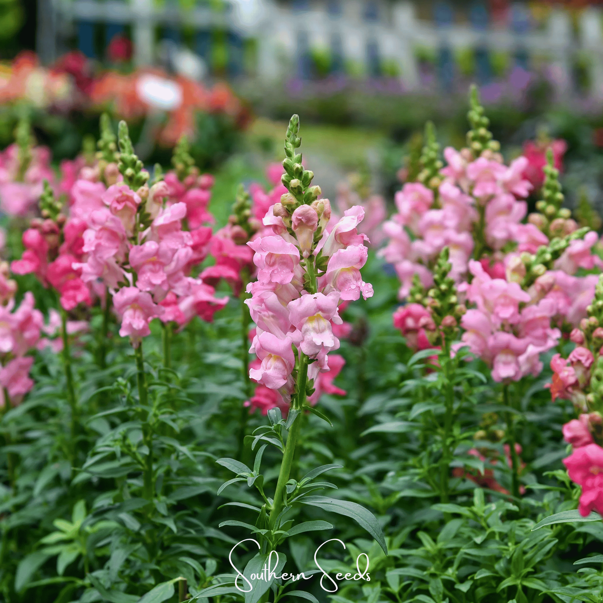 Rose Snapdragon – 200 Seeds Southern Seeds