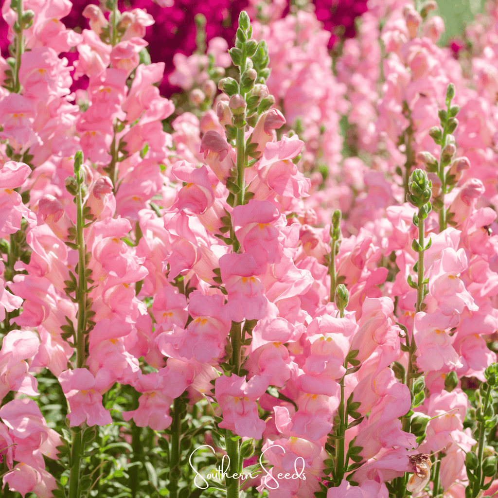 Rose Snapdragon – 200 Seeds Southern Seeds