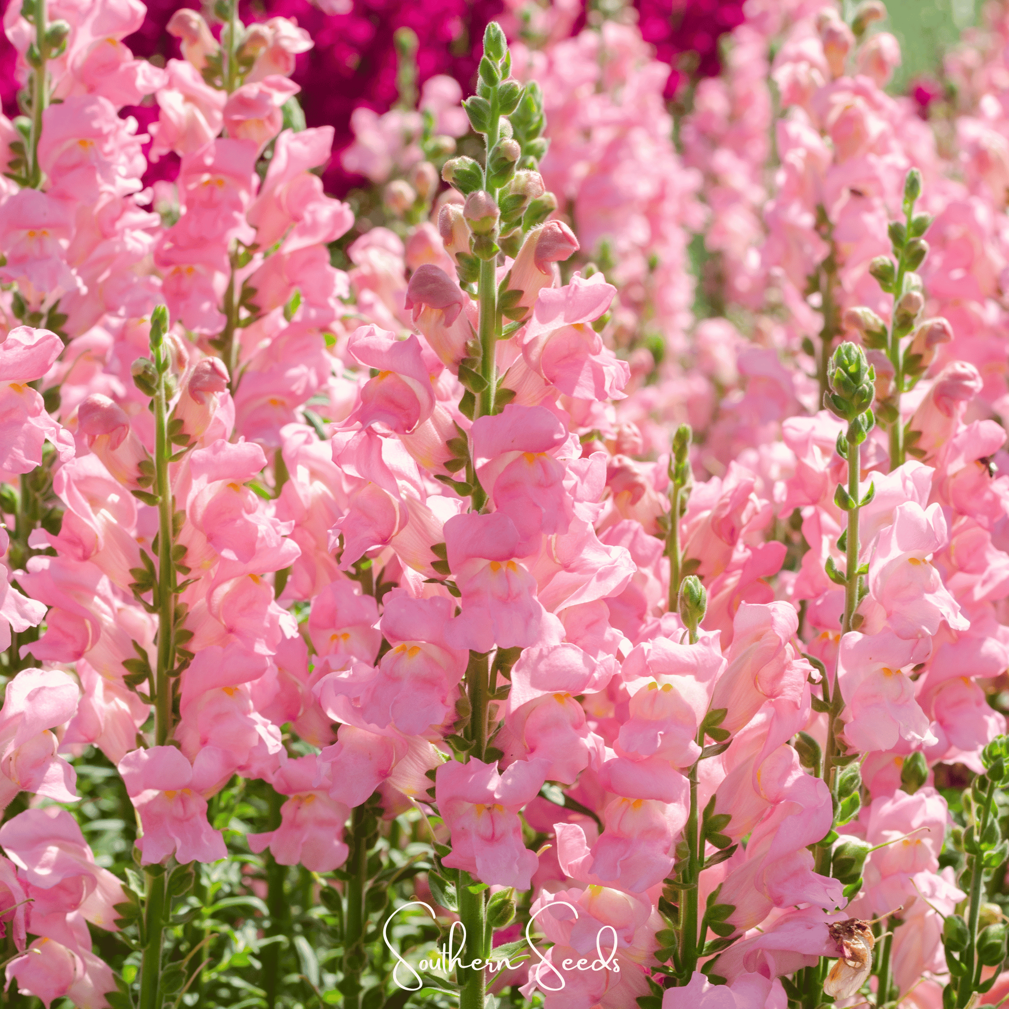 Rose Snapdragon – 200 Seeds Southern Seeds