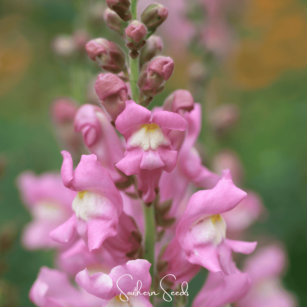 Rose Snapdragon – 200 Seeds Southern Seeds